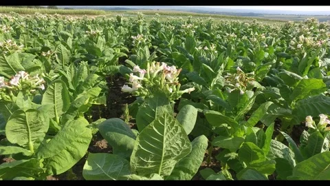 Tobacco grows in the field Stock Footage 138363377