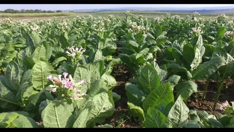 Tobacco grows in the field Stock Footage 138364352