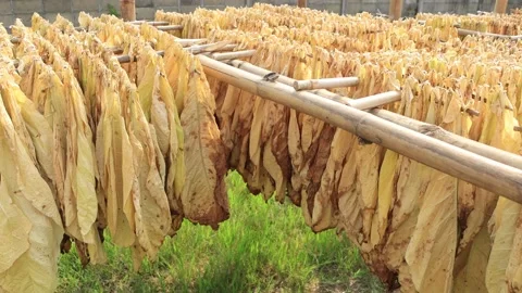 Tobacco Leaf Drying On Bamboo Line (pan shot) Stock Footage 197522380