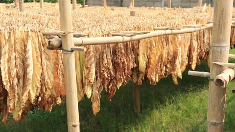 Tobacco Leaf Drying On Bamboo Line (pan shot) Видео 197522433