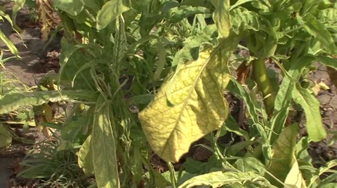 Tobacco leaf in a field Stock Footage 47618647