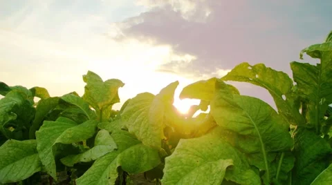 Tobacco leaf Stock Footage 42019694
