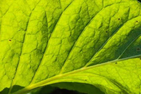 Tobacco leaf Stock Photos