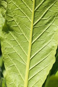 Tobacco leaf Stock Photos