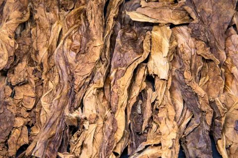 Tobacco leaf texture photo. Golden sun dried tobacco Pile Stock Photos