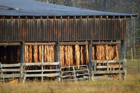 Tobacco Leaves drying in an old barn outside Stock Photos