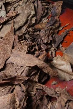 Tobacco leaves for handmade cigars Stock Photos