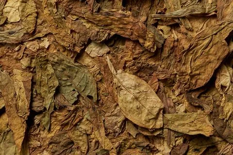 Tobacco leaves pattern Stock Photos