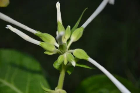 Tobacco 库存照片