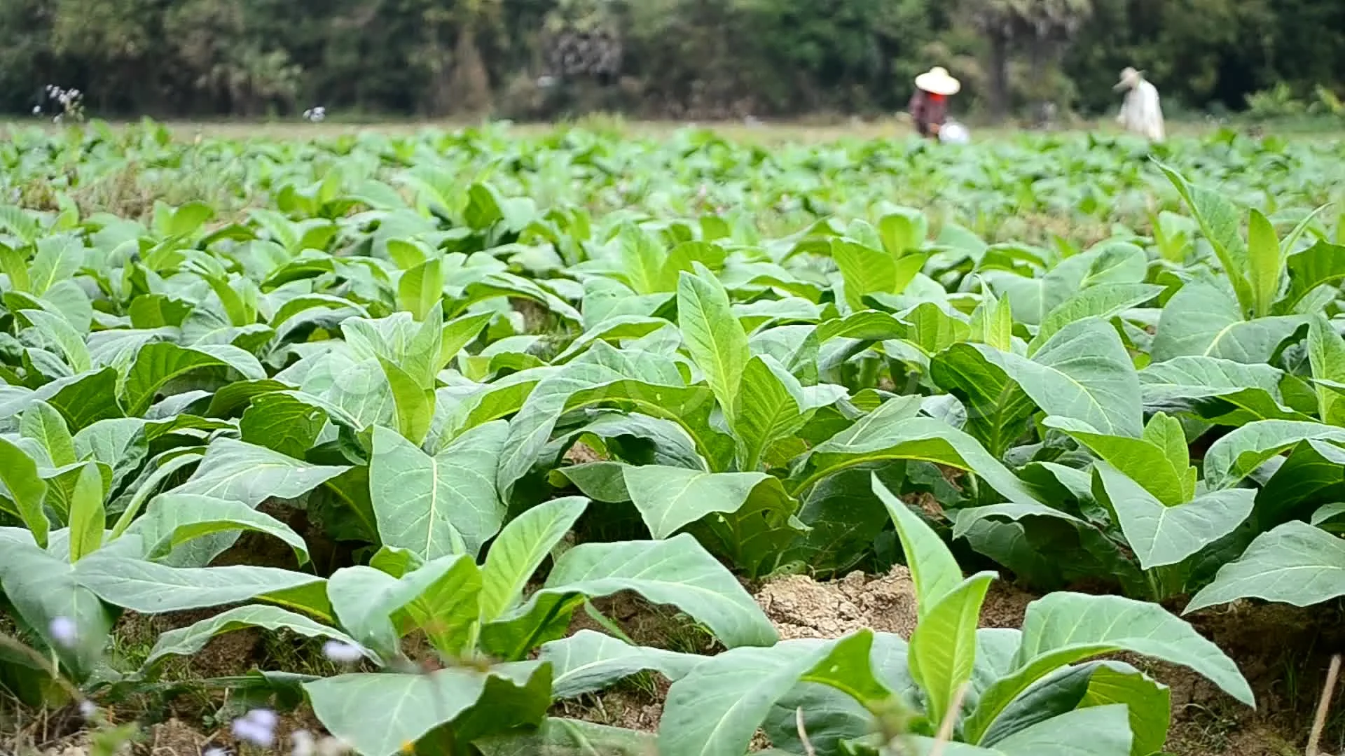 tobacco plant and farmer working in farm | Stock Video | Pond5