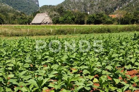 Tobacco plantation in Vinales Valley National Park Stock Photos
