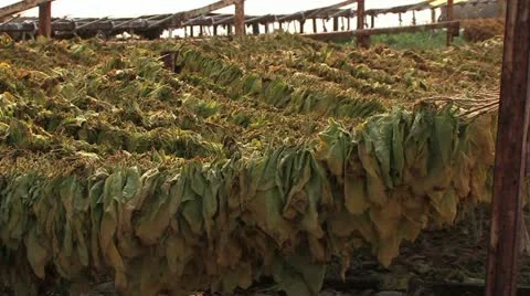 Tobacco planting and processing Video stock 22113953