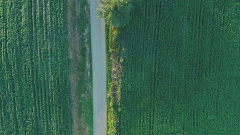 Tobacco Plants Floating Over Rows On Farm Aerial Straight Above Stock Footage 79132022