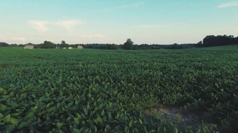 Tobacco Plants Floating Through Rows On Farm Aerial 3 Stock Footage 79133160