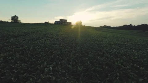 Tobacco Plants Floating Through Rows On Farm Away From House Stock Footage 79133522