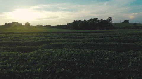 Tobacco Plants Floating Through Rows On Farm Towards House 1 Stock Footage 79133727
