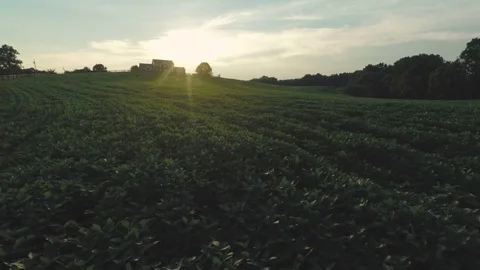 Tobacco Plants Floating Through Rows On Farm Towards House 2 Stock Footage