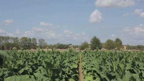 Tobacco plants Stock Footage 79842598