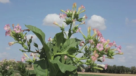 Tobacco plants Stock Footage 79842668