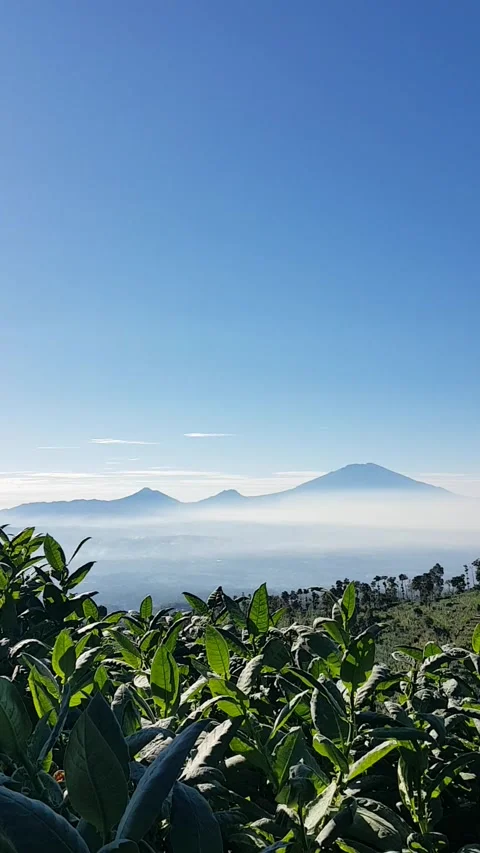 Tobacco plants Video stock 149796330