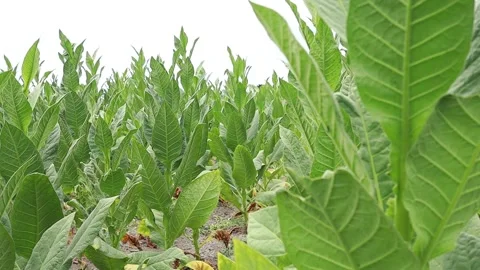 Tobacco plants thrive Stock Footage 160308540