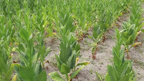 Tobacco plants thrive Stock Footage 160308686