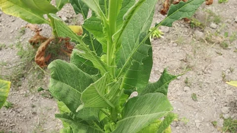 Tobacco plants thrive Stock Footage 160308711