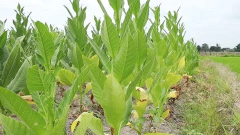 Tobacco plants thrive Stock Footage 160308722