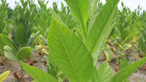 Tobacco plants thrive Stock Footage 160308763