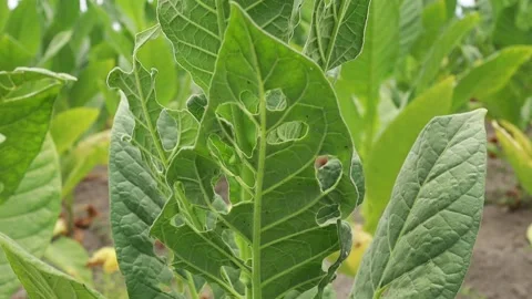 Tobacco plants thrive Stock Footage 160308804