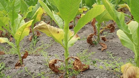 Tobacco plants thrive Stock Footage 160308836