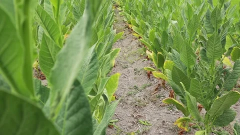 Tobacco plants thrive Stock Footage 160308956