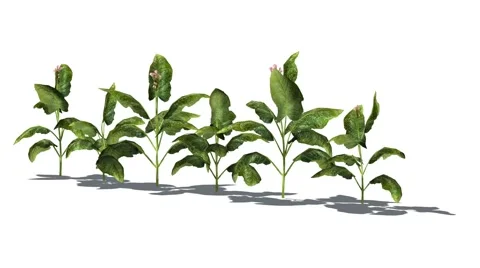 Tobacco plants in the wind Video stock 47307933