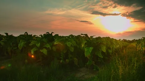 Tobacco Sunset Stock Footage 42021463
