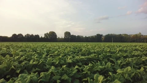 Tobaccofield1 動画素材 79962203