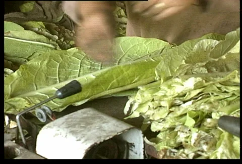 Tobacconist Vidéo 863810