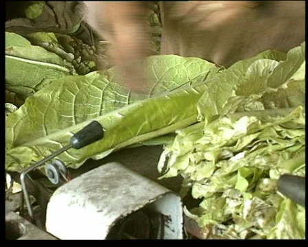 Tobacconist Vidéo 863812