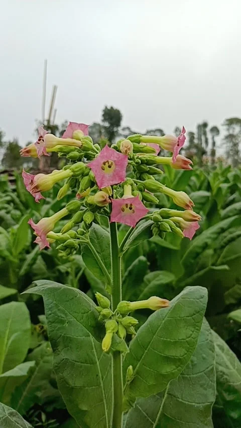 Tobacco's flower Video stock 245529499