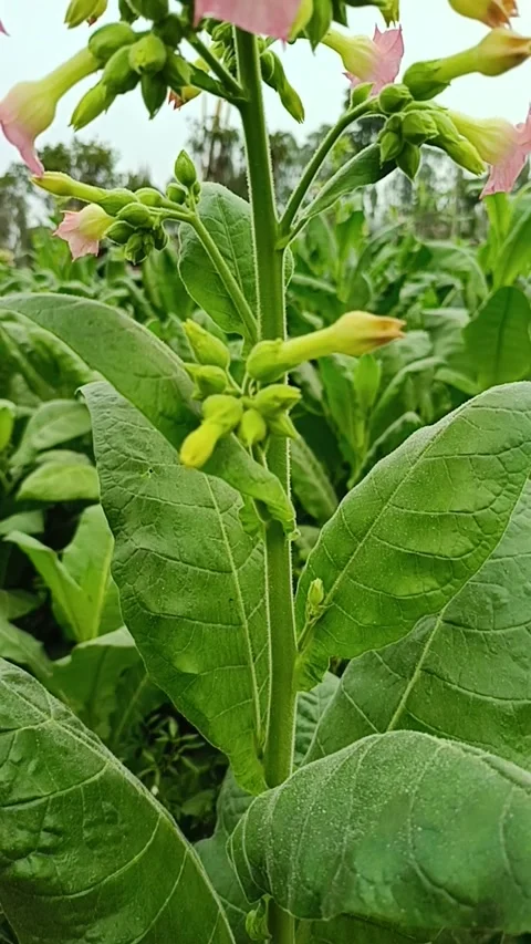 Tobacco's flower Video stock 245529507