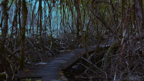 Tobago - Boardwalk Stock Footage 310303559