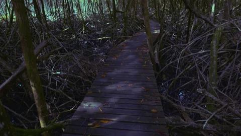 Tobago - Boardwalk Stock Footage 310303582