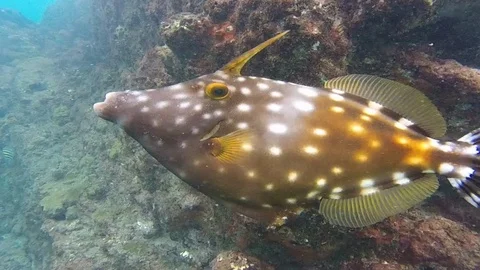 Tobago unicorn fish Vídeo Stock 92177653