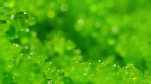 Tobiko, roe flying fish roe full frame macro close up, Sea of red caviar Stock Footage 309644564