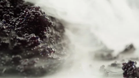 Tobiko, roe flying fish roe full frame macro close up, Sea of red caviar Stock Footage 309647511