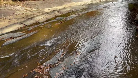 Toccoa River leaf color Stock Footage 257517359