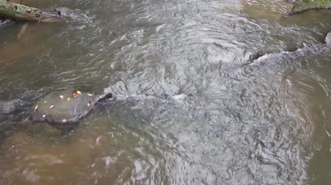 Toccoa river rapids Video stock 48142171