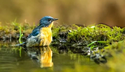 Tockell's Blue Flycatcher cooling in to pond water Stock Photos