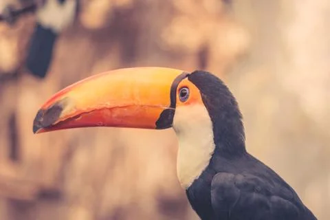 Toco bird with a big beak Stock Photos