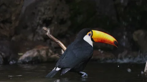 A Toco Toucan Bathing in the Water While Perched on a Branch Cleaning Stock Footage 160944859