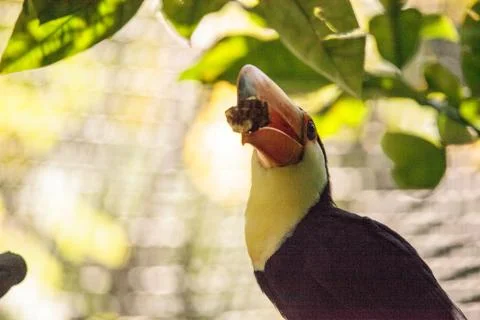 Toco Toucan called Ramphastos toco Stock Photos